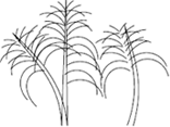 Diagrama tipo de planta
